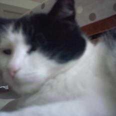 Huskat Mille *R.I.P* <3