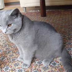 British Shorthair Balou R.I.P
