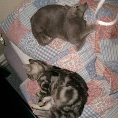 British Shorthair Balou R.I.P