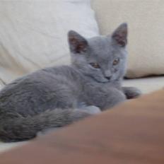 British Shorthair Balou R.I.P