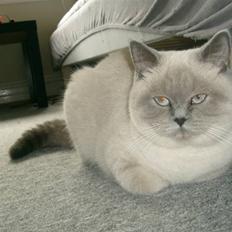 British Shorthair Wiki's Ida