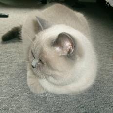 British Shorthair Wiki's Ida