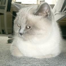 British Shorthair Wiki's Ida