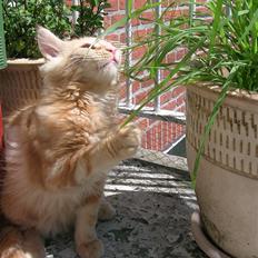 Maine Coon Lykken's Lystig