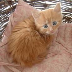 Maine Coon Lykken's Lystig