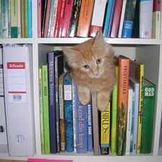 Maine Coon Lykken's Lystig