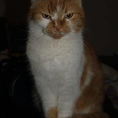 Blanding af racer Trud