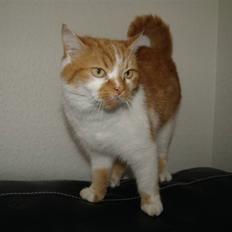 Blanding af racer Trud