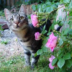 Blanding af racer Bella