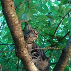 Blanding af racer Bella