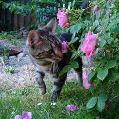 Blanding af racer Bella