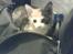 Huskat Cleo