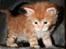 Maine Coon Ramses - 4 uger gammel og allerede på eventyr i den store fagre verden (rummets kattemiljø).... (tak til opdrætter for det fine billede)