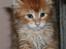 Maine Coon Ramses - Jeg er en løve-mis... en 6 uger gammel kæmpestor løvemis... (tak til opdrætter for det fine billede)