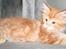 Maine Coon Ramses - Er jeg ikke bare dejlig - jeg er 8 uger og har altid travlt med at være killing - undtagen når jeg poserer lidt for kameraet :)  (tak til opdrætter for det fine billede)