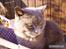 Chartreux Filur R.I.P. - En rigtig doven mis ligger og sover, efter at have slappet af. Udmattende