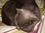 Chartreux Filur R.I.P. - Så soves der i min seng. Men hvos hvor skal jeg så sove?