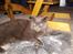 Chartreux Filur R.I.P. - Så er det nytår. Parykker kan bruges til alt.