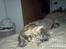 Blanding af racer Misser / Kitty