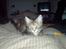 Blanding af racer Misser / Kitty