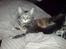 Blanding af racer Misser / Kitty