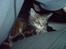 Blanding af racer Misser / Kitty