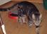 Huskat Bella