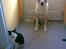 Huskat Manse - Bror til futte - Manse ved siden af vores hund kato<3<3