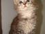 Maine Coon DK Dalibro´s Cocoa Beach - 7½ uge