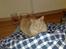 Maine Coon Mikkel<3 - sove?<3