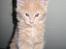 Maine Coon Mikkel<3 - hihi;) killing<3