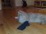 Maine Coon Mikkel<3 - sove?<3 nej<3