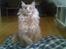Maine Coon Mikkel<3 - jeg leger med simone<3