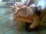 Maine Coon Mikkel<3 - leger med josefine<3