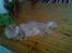 Maine Coon Mikkel<3 - <3