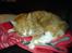 Blanding af racer Garfield <3 Død
