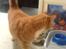 Blanding af racer Garfield <3 Død