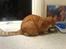 Blanding af racer Garfield <3 Død
