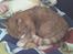 Blanding af racer Garfield <3 Død
