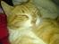 Blanding af racer Garfield <3 Død