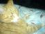 Blanding af racer Garfield <3 Død