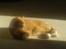 Blanding af racer Garfield <3 Død