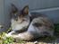 Maine Coon Efia