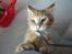 Maine Coon Ramses - Alien og Predator en og samme mis...