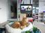 Maine Coon Ramses - Hele familien ser Shrek 2 - "Puuuuuus in boots" er idolet over alle idoler...