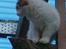 Maine Coon hope´s perle
