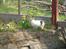 Maine Coon hope´s perle