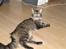 Maine Coon Loke