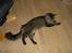 Maine Coon Loke