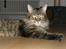 Maine Coon Loke - Se mig jeg er sååå sød